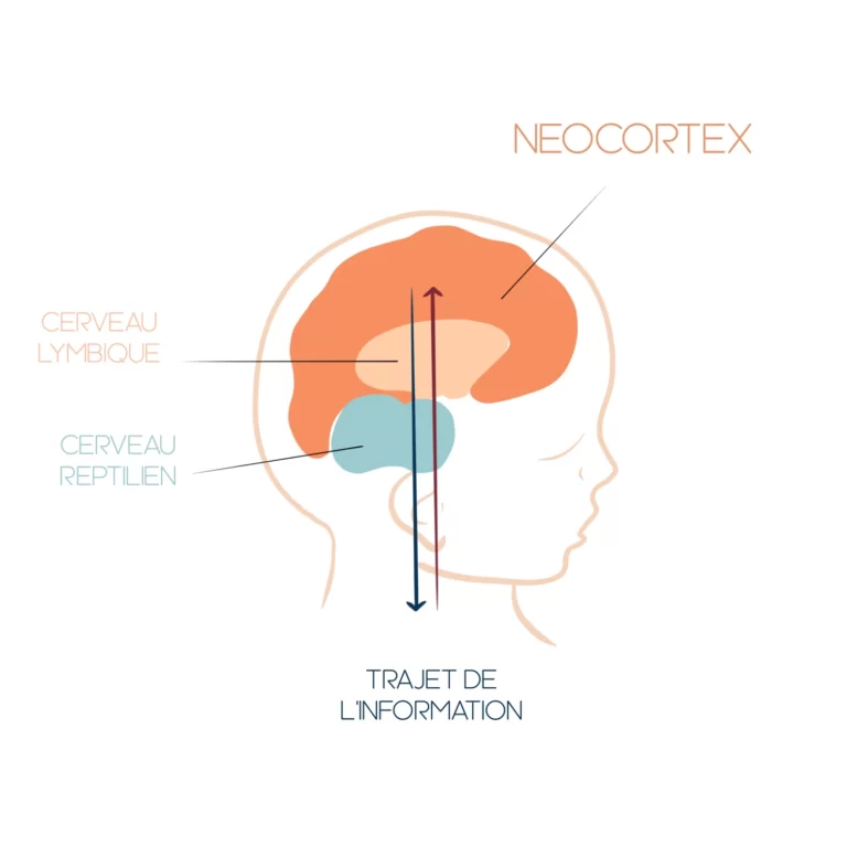 Schéma du cerveau humain sur le trajet de l'information lors de la relaxation guidée