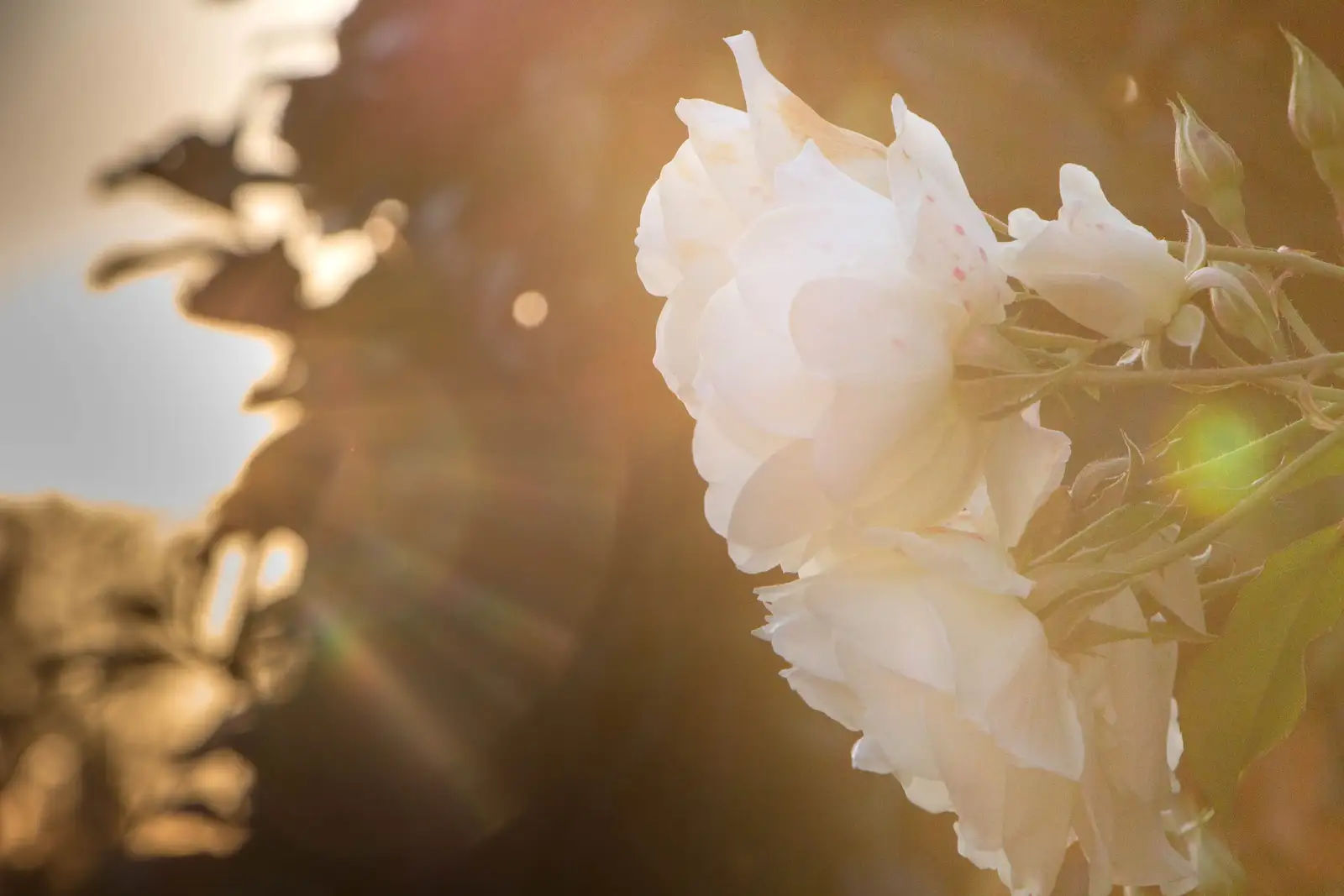 Pivoine Blanche, instant présent. Espace Zen